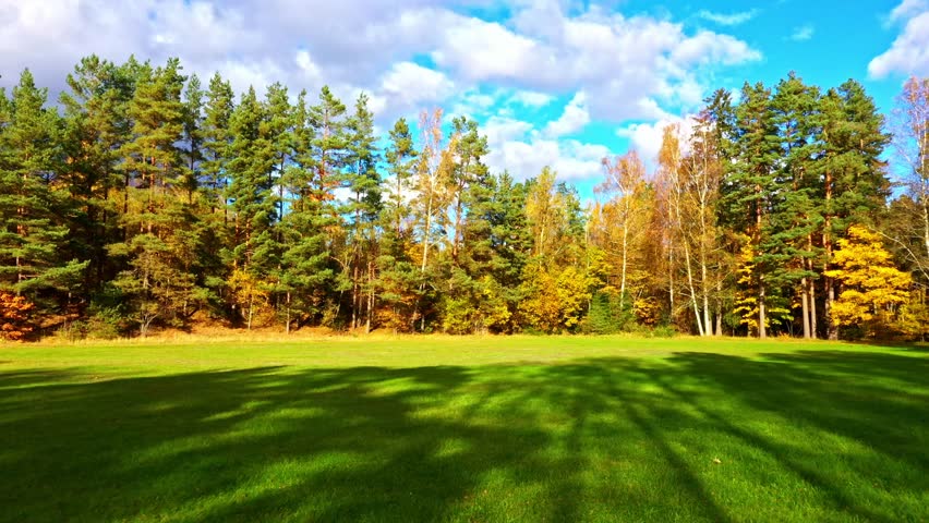 Forest edge showing autumn foliage and evergreen trees bordering a vast green field