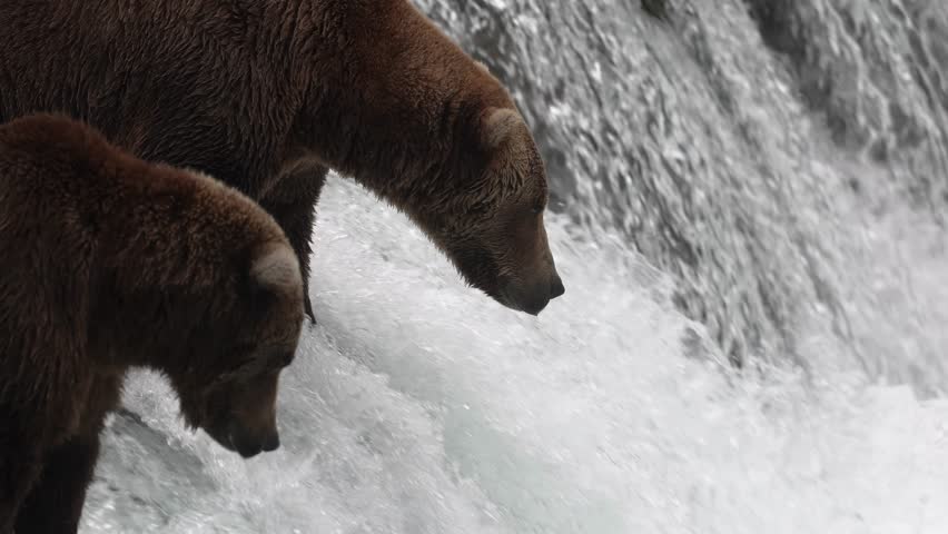 Brown bear fishing for salmon in Alaska 