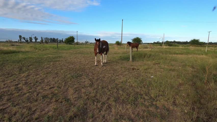 Brown and white pinto horse walking in a green pasture under a clear blue sky, rural farm landscape, 4K.