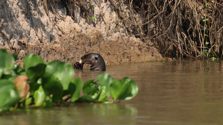 A giant river otter in the Pantanal 