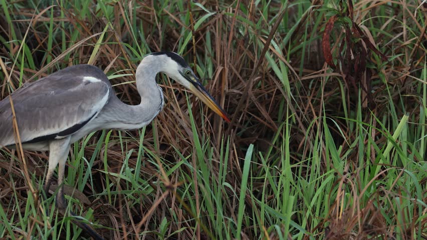 Great blue heron hunting in Florida 