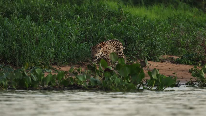 A jaguar in the Pantanal