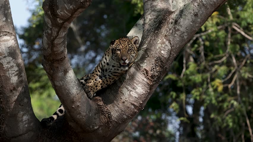 A jaguar in the Pantanal