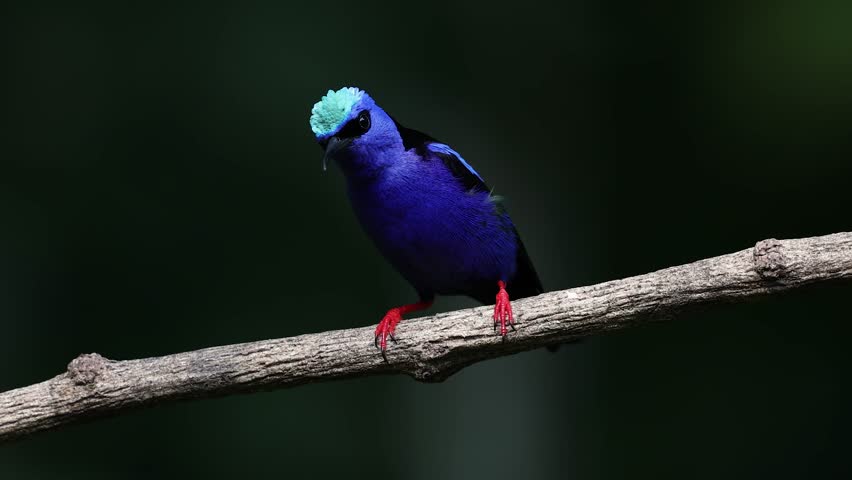 Red-legged honeycreeper in Costa Rica 