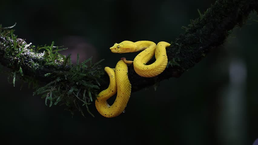 Eyelash Viper in Costa Rica 