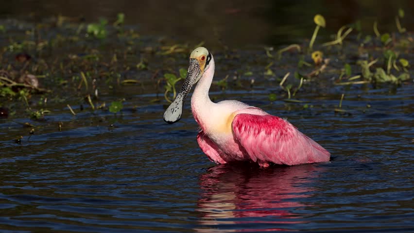 Roseate spoonbills nesting in Florida 