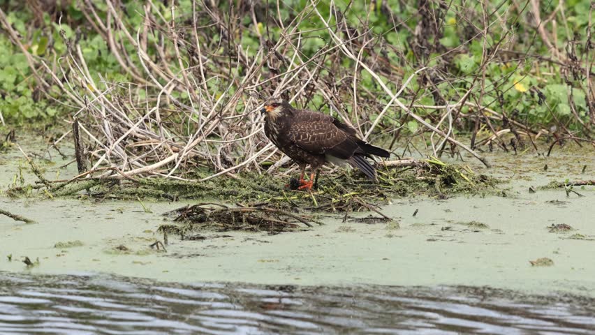 A great blue heron chasing a snail kite in Florida 