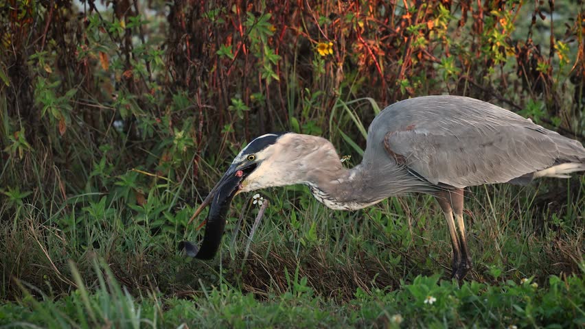 Great blue heron hunting in Florida 