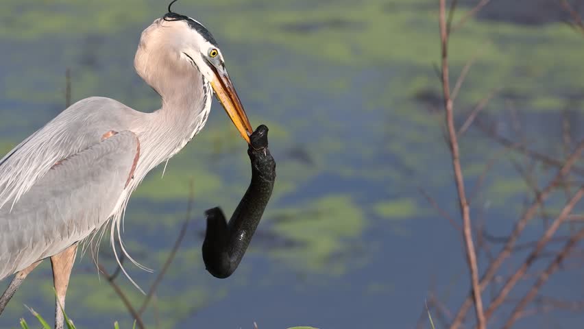 Great blue heron hunting in Florida 