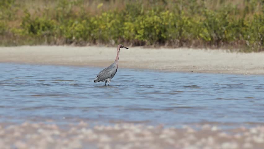 Reddish egret fishing in Florida 