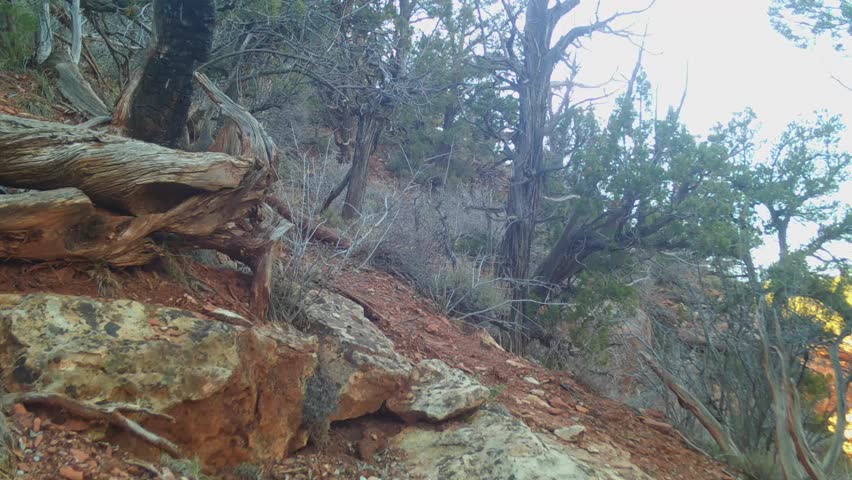 A wild mountain lion steps into the video frame, pauses for a few seconds while looking off towards the right, then saunters away down a trail between juniper and pine trees in the mountains of Southern Utah USA.