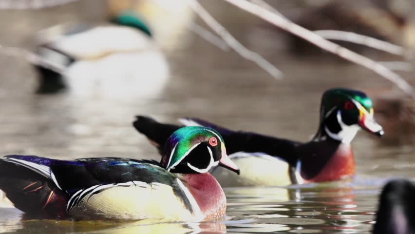 Two male Wood Ducks chase a third one away from a female as they swim in a crowded pond on a clear winter day in Southern Utah USA.