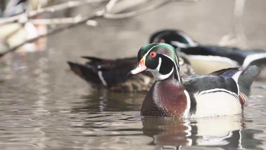 A male wood duck swims back and forth among a mixed flock of other ducks with the sound of running water and duck vocalization in the background. 