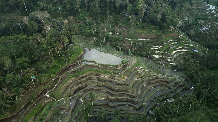 Aerial view of a hillside full of rice fields