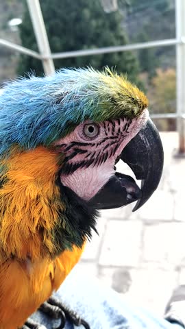 Close up of yellow and blue macaw parrot sitting in profile, exotic tropical bird portrait, vibrant feathers, wildlife nature video, detailed plumage, colorful avian beauty.