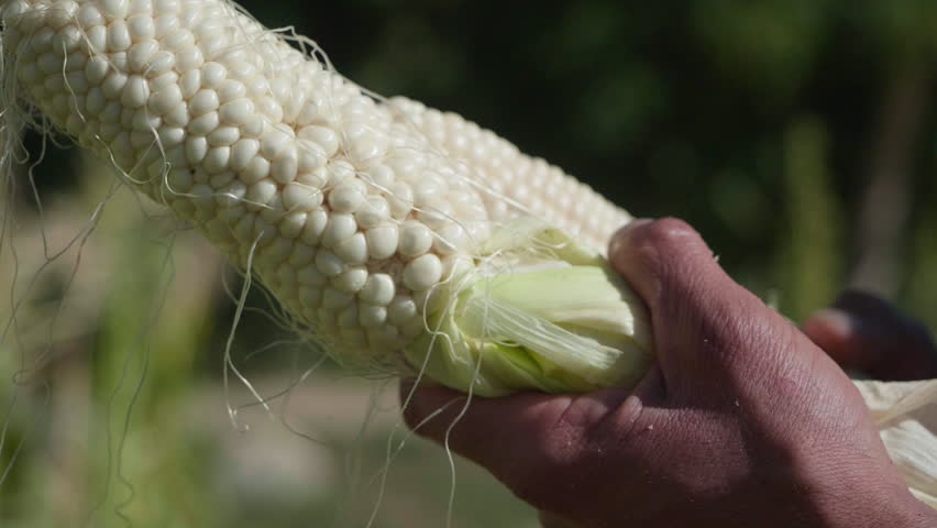 White Corn Ears, local farm, agriculture, vegetable crops, warm light, light and shadow, Organic, Slow Motion