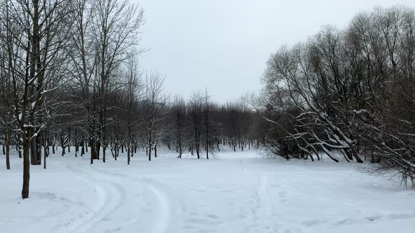 Winter Path: Footprints in the Snow Among the Trees