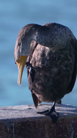 Portrait video of a Double-crested Cormorant (Nannopterum auritum) scratching itself in Key West, Florida, USA