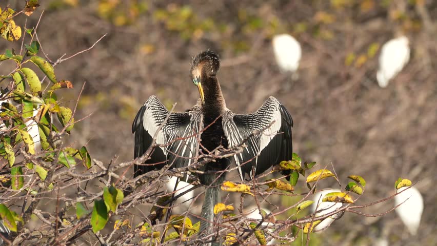 4k video of an Anhinga (Anhinga anhinga) at Wakodahatchee Wetlands in Florida, USA
