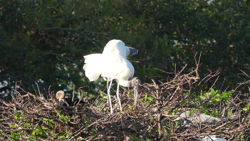 4K video of a pair of Wood Storks (Mycteria americana) nesting in Wakodahatchee Wetlands, Florida, USA