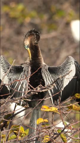 Portrait video of an Anhinga (Anhinga anhinga) at Wakodahatchee Wetlands in Florida, USA