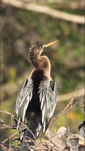 Portrait video of an Anhinga (Anhinga anhinga) at Wakodahatchee Wetlands in Florida, USA