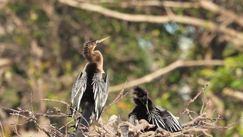 4k video of an Anhinga (Anhinga anhinga) at Wakodahatchee Wetlands in Florida, USA