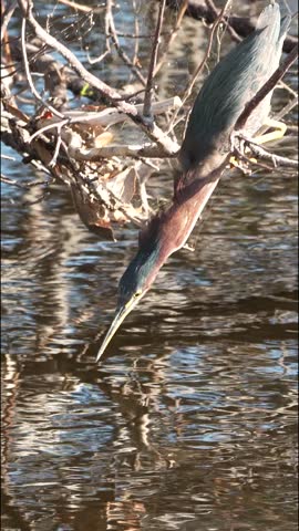 Portrait video of a Green Heron (Butorides virescens) trying to catch fish in Wakodahatchee Wetlands, Florida, USA