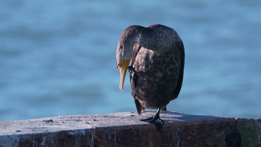 4k video of a Double-crested Cormorant (Nannopterum auritum) scratching itself in Key West, Florida, USA