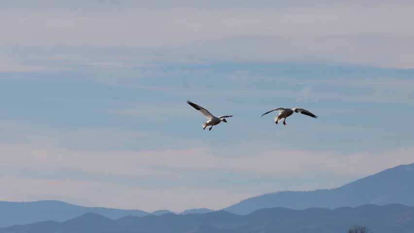 Two snow geese (Anser caerulescens) execute synchronized final approach over flooded wetland habitat at Sacramento NWR in California