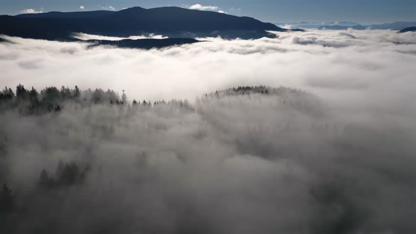 Aerial View of Foggy Forest in Sunny Nature Landscape 