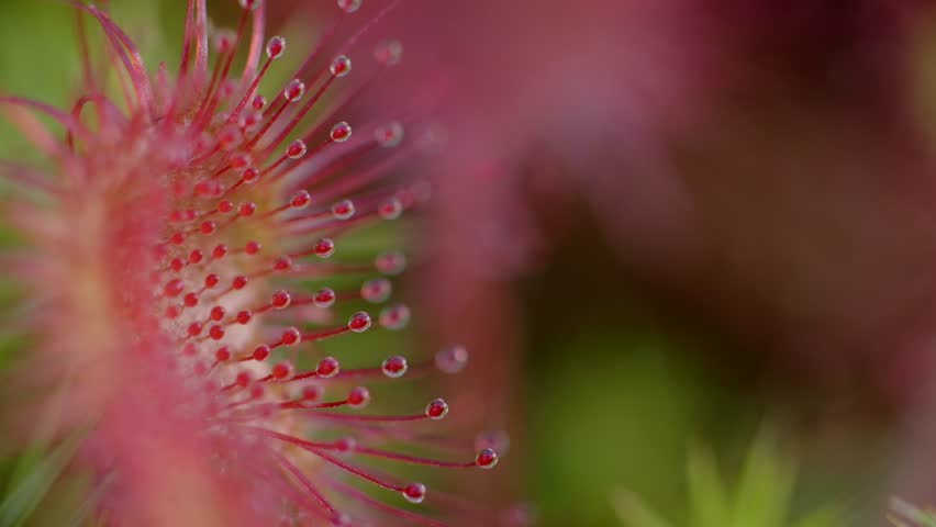 Drosera rotundifolia, the round-leaved sundew, roundleaf sundew, or common sundew, is a species of carnivorous flowering plant that grows in bogs, marshes and fens. The plant feeds on insects, which are attracted to the glistening drops of mucilage, loaded with a sugary substance, covering its leaves.