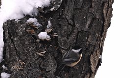 
Mid-range shot of a chickadee on a tree trunk in wintertime.  The chickadee flies up and goes behind tree trunk. - Powered by Shutterstock - Get 15% off with code: PIKWIZARD15