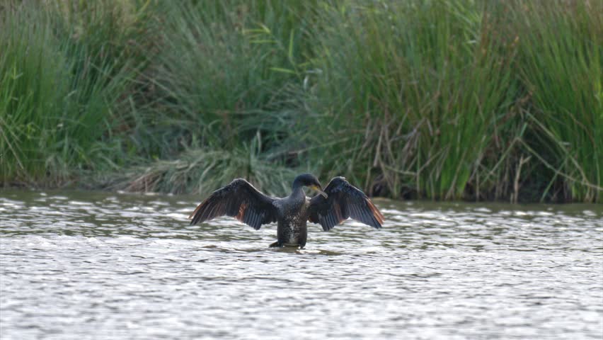 Birds including cormorants perched and gliding over a carp pond with surrounding reeds and bulrushes captured in slow motion
