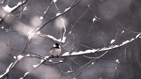 Mid-range shot of a chickadee on a tree branch full of snow in wintertime while it is snowing.  The chickadee flies up and flies out of view shot.  - Powered by Shutterstock - Get 15% off with code: PIKWIZARD15