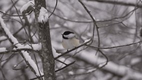 Close-up shot of a chickadee bobbing on a tree branch full of snow in wintertime.  The chickadee flies up and flies out of view shot.  - Powered by Shutterstock - Get 15% off with code: PIKWIZARD15