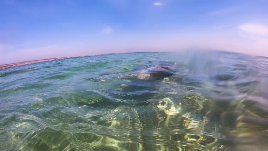Sea lion jumping out of the water in slow motion in Australia. Surface marine wildlife scene showing natural behaviour in open ocean.