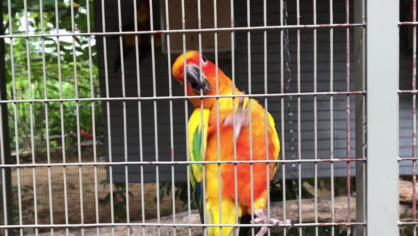 Colorful Macaw bird in side the cage 