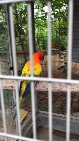 Colorful Macaw bird in side the cage 