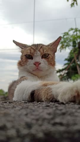 cute cat strikes a playful pose in front of a house, creating a warm and charming everyday scene in a neighborhood setting.