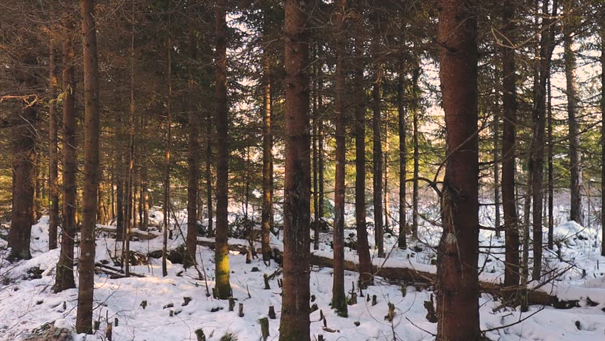 A snowy forest with felled branches and tree debris scattered across the ground, showing the aftermath of logging activity. Sunlight filters through the conifer and birch trees.