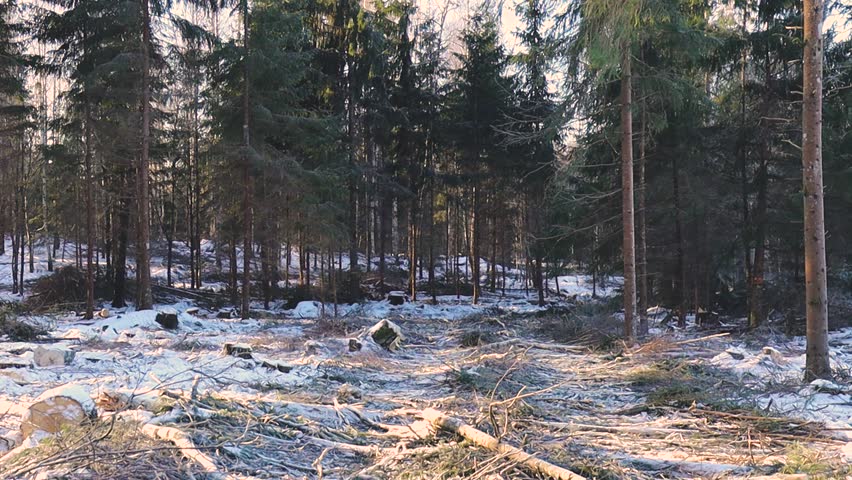 A snowy forest with felled branches and tree debris scattered across the ground, showing the aftermath of logging activity. Sunlight filters through the conifer and birch trees.