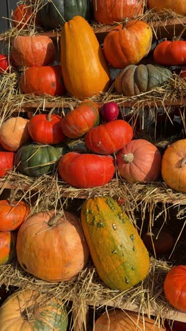 Pile of pumpkins, vertical video.