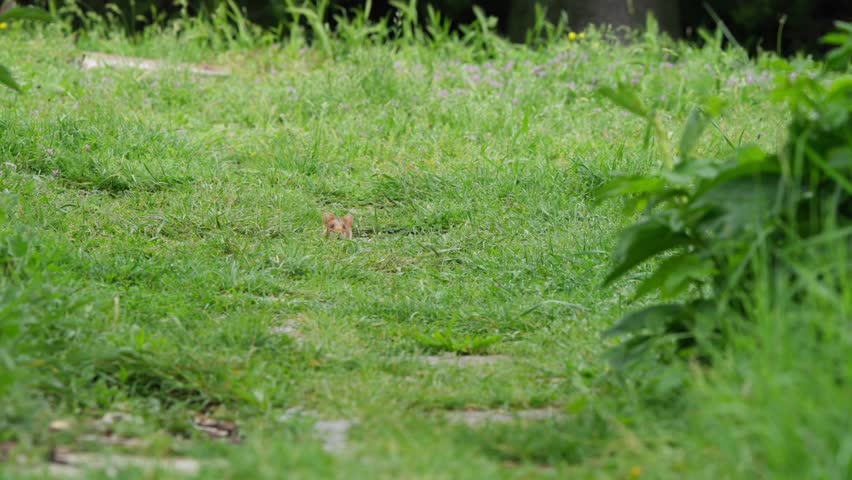 Hamster freezes in long grass with only head visible, staring intently