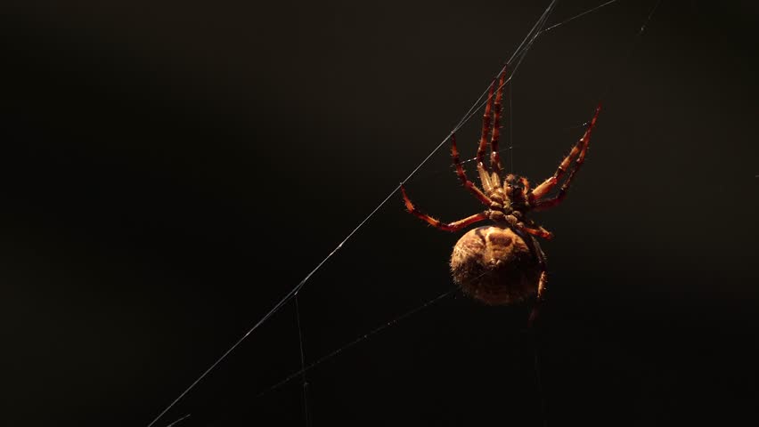 Australian Garden Orb Weaver Female Spider Close Up On Web In Carport Moving In The Wind, Underside View, Sunny Daytime, Australia, East Gippsland, Victoria, Maffra