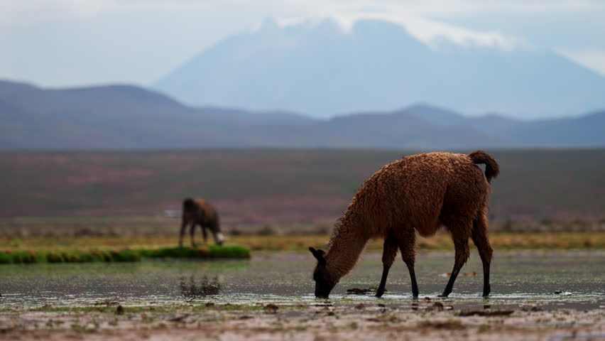 Closeup Of Female Llama Drinking Water From Shallow Wetland In Potosi, Bolivia. wide shot