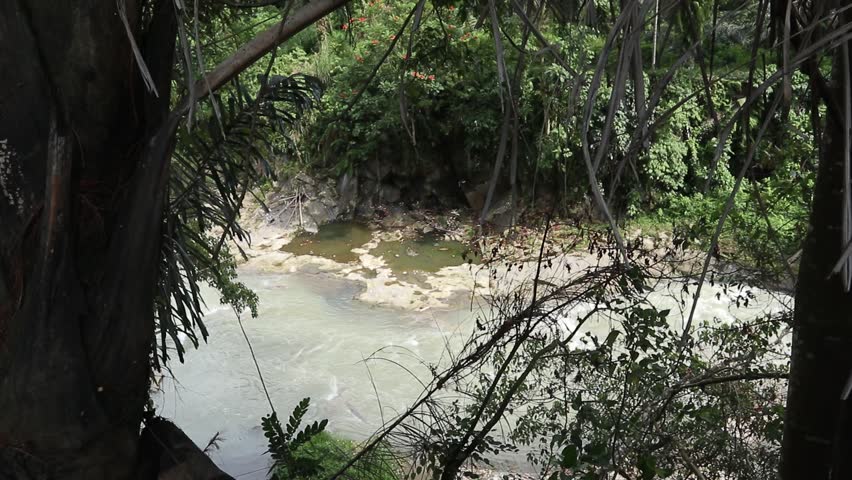 Cascading Jungle Stream 

A serene view of a natural jungle stream with white, rushing water flowing over rocks surrounded by lush green, tropical rainforest vegetation.