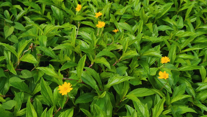 Sphagneticola trilobata, Bay Biscayne creeping-oxeye, marigold Singapore daisy, is a plant in the tribe Heliantheae of the family Asteraceae.  Haleiwa, Honolulu, Oahu, Hawaii