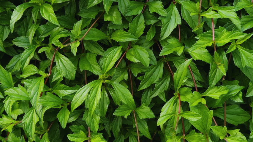 Sphagneticola trilobata, Bay Biscayne creeping-oxeye, marigold Singapore daisy, is a plant in the tribe Heliantheae of the family Asteraceae.  Haleiwa, Honolulu, Oahu, Hawaii