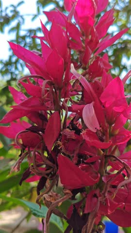 Withering red flower in a garden